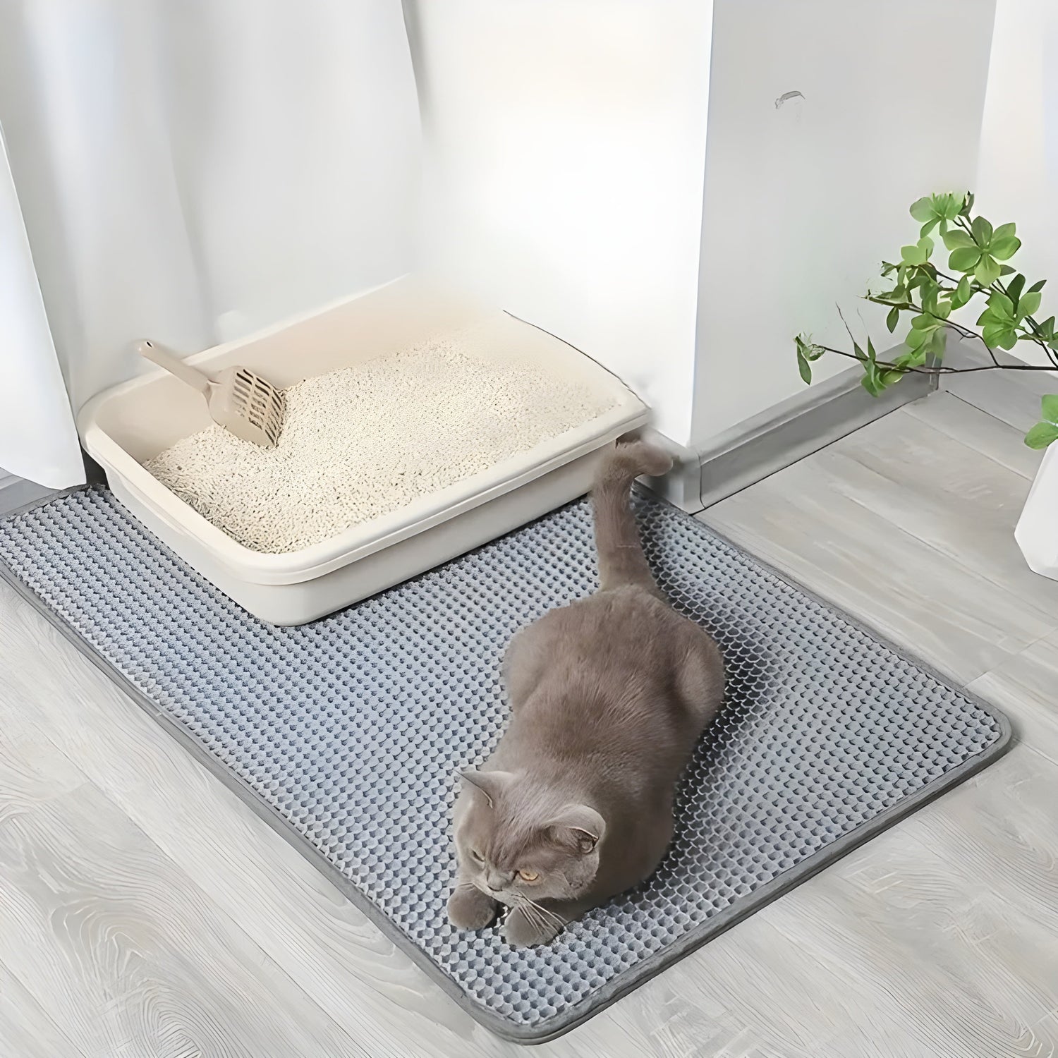 Kattencollectie